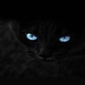 抖音上最近很火的黑猫图片大全